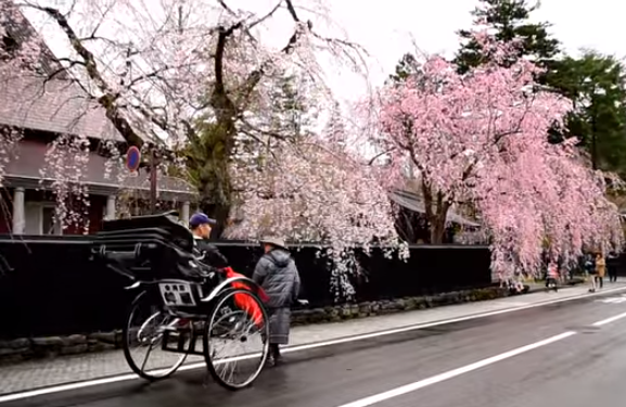 【2025年版】角館の桜｜見頃・武家屋敷と桧木内川の春絶景
