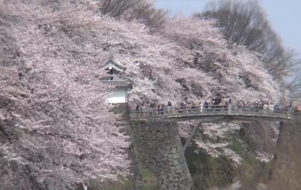 【2025年版】霞城公園の桜｜見頃・桜並木と歴史風情を歩く