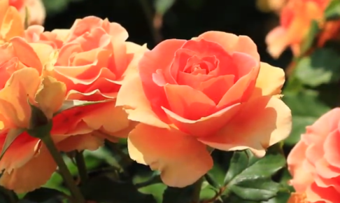 谷津バラ園の春バラ19の見頃は 混雑やアクセスや駐車場も ツクの世界