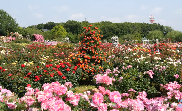 京成バラ園の春バラ2019の見頃は？混雑やアクセスに駐車場も
