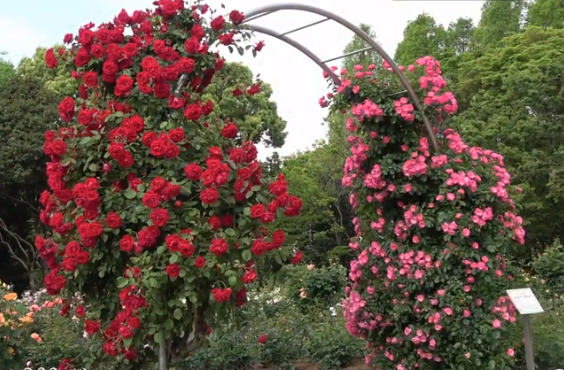 庄内緑地公園初夏の華まつり2019の見頃や口コミは？駐車場も！
