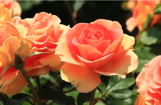 谷津バラ園の春バラ2019の見頃は？混雑やアクセスや駐車場も