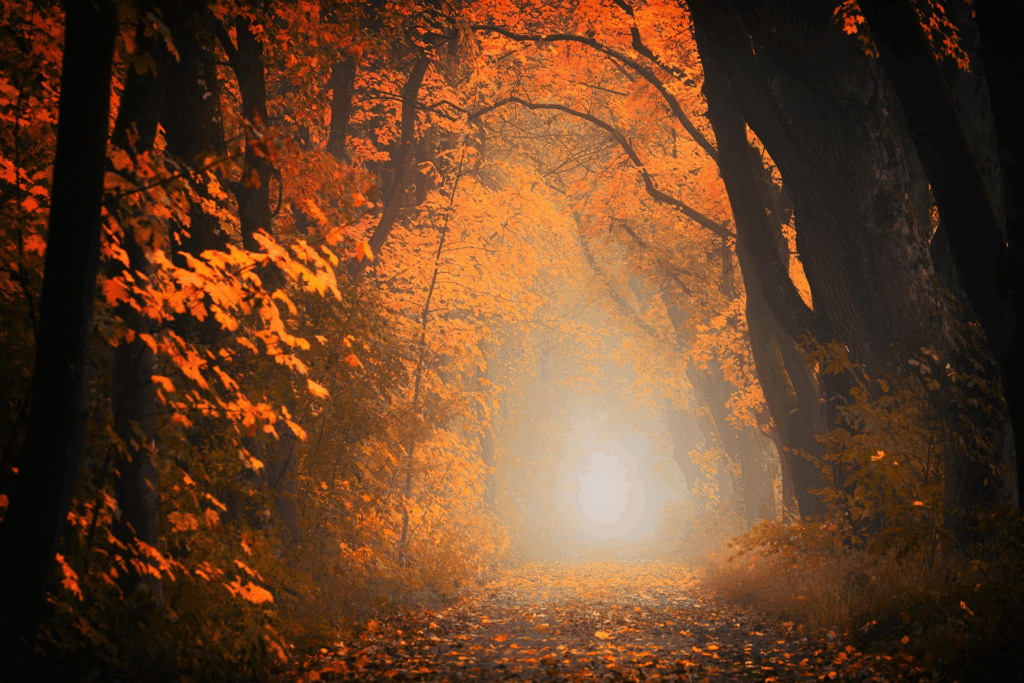 全国紅葉ライトアップ特集2025